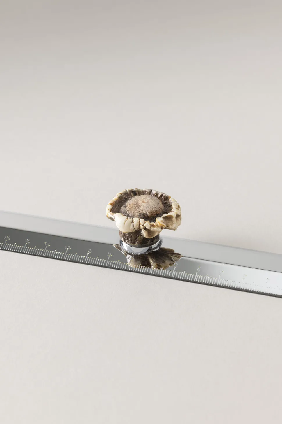 Roe deer antler Ruler